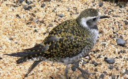 Birds of the Bible – Names Study –&nbsp;Plover