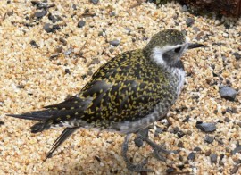 American Golden Plover (Pluvialis dominica) at National Aviary by Lee
