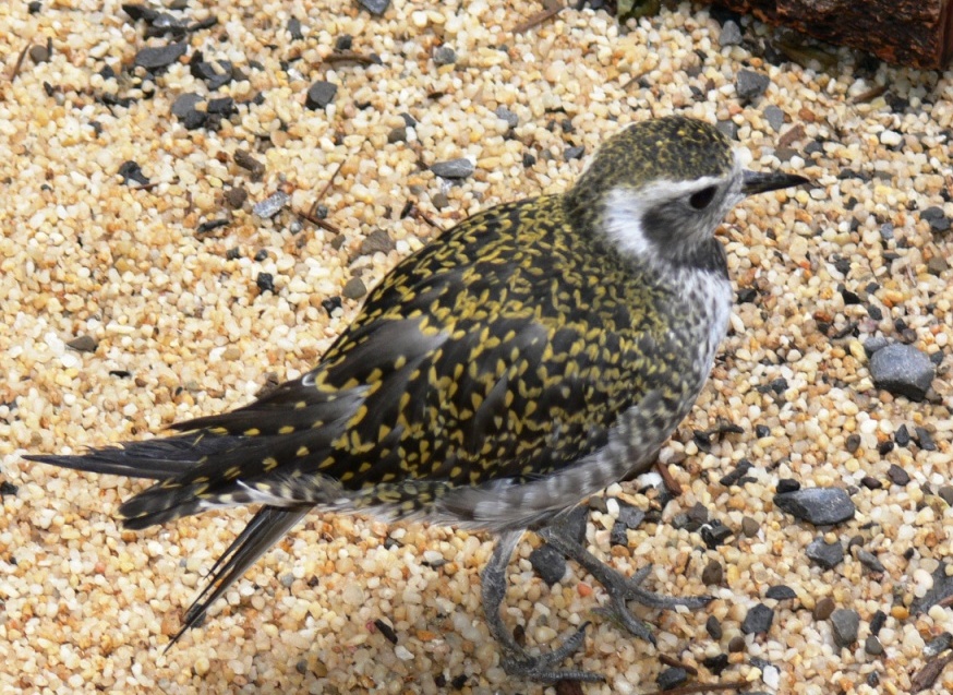 American Golden Plover (Pluvialis dominica) at National Aviary by Lee