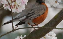 Return Of The Robins – by Dorothy (Dot) Belle&nbsp;Malcolm