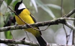 Ian’s Bird of the Week – (Norfolk Island) Golden&nbsp;Whistler
