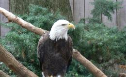 Birdwatching Without Birdwatching