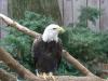 Bald Eagle (Haliaeetus leucocephalus) by Lee at National Aviary
