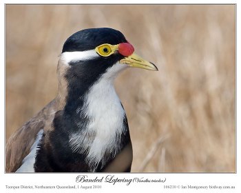 Banded Lapwing (Vanellus tricolor) by Ian