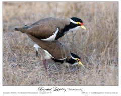 Banded Lapwing (Vanellus tricolor) by Ian