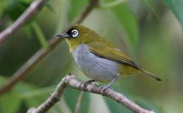 Woodstock and the I.O.C. 9.1&nbsp;Update