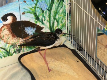 Black-necked Stilt - Skippy