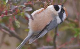 Sunday Inspiration – Little Beauties From The&nbsp;Lord