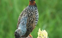 Sunday Inspiration – Pheasants and Allies&nbsp;III