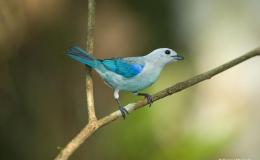 Blue-gray Tanagers And Your&nbsp;Teenager
