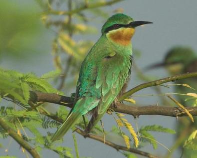 Blue-tailed Bee-eater (Merops philippinus) by Nikhil Devasar