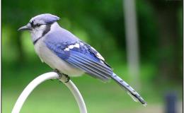 More Robbers – Chapter&nbsp;17