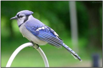Blue Jay (Cyanocitta cristata) by Daves BirdingPix