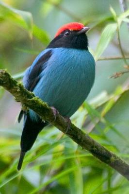 Blue Manakin (Chiroxiphia caudata) by ©AGrosset