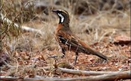 Ian’s Bird of the Week – Chestnut-breasted Quail-thrush