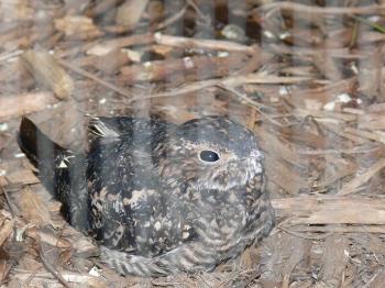 Photographed through cage wires.