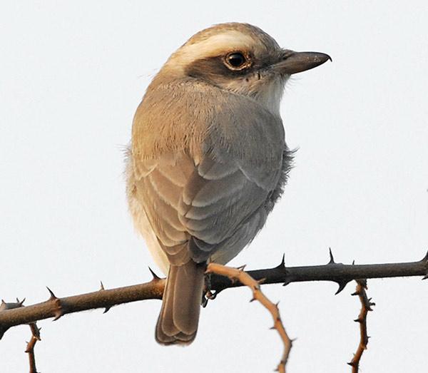 Common Woodshrike (Tephrodornis pondicerianus) by Nikhil Devasar