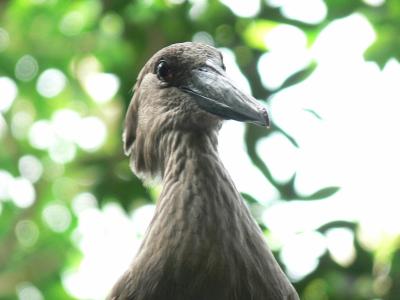 Contented Hamerkop (Scopus umbretta) National Aviary by Lee