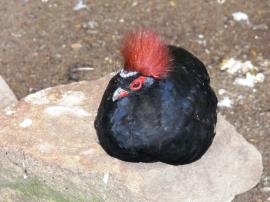 Crested Partridge (Rollulus rouloul) at NA by Lee