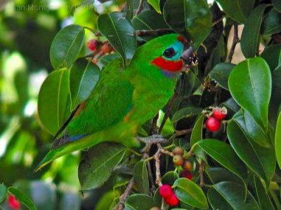 Double-eyed Fig Parrot (Cyclopsitta diophthalma) by Ian