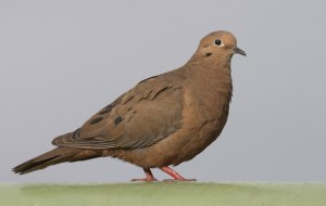 Eared Dove (Zenaida auriculata)  by Robert Scanlon