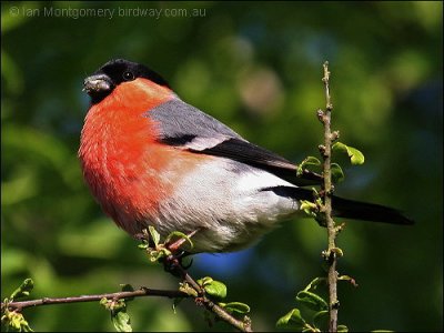 Eurasian Bullfinch (Pyrrhula pyrrhula) by Ian