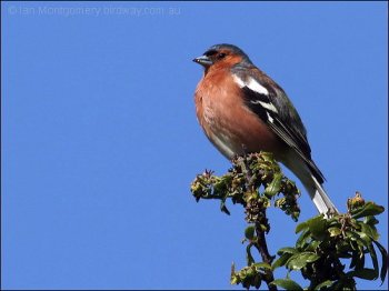 Eurasian Chaffinch (Fringilla coelebs) by Ian