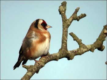 European Goldfinch (Carduelis carduelis) by Ian