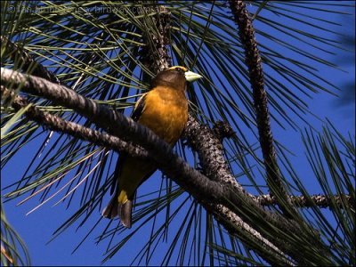 Evening Grosbeak (Hesperiphona vespertinus) by Ian