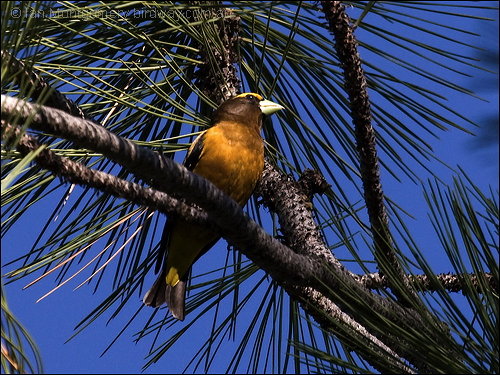 Evening Grosbeak (Coccothraustes vespertinus) by Ian