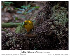 Golden Bowerbird (Prionodura newtoniana) by Ian
