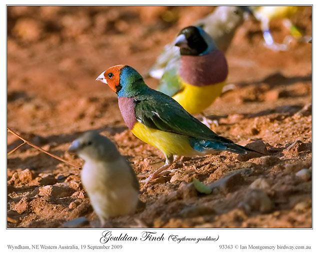 Gouldian Finches by Ian