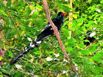 Green Wood Hoopoe (Phoeniculus purpureus) by Lee at NA