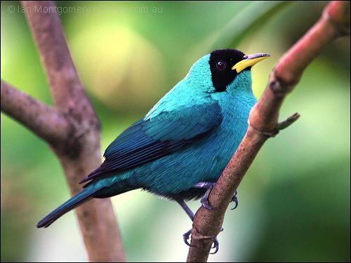 Green Honeycreeper (Chlorophanes spiza) by Ian