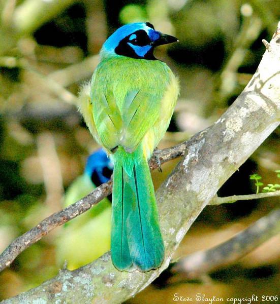 Green Jay (Cyanocorax luxuosus) by S Slayton
