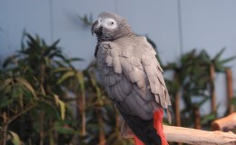 Grey Parrot at Gatorland – December&nbsp;2017