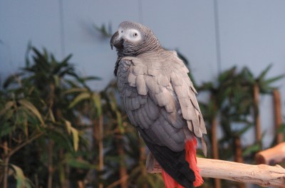 Grey Parrot (Psittacus erithacus) by Dan