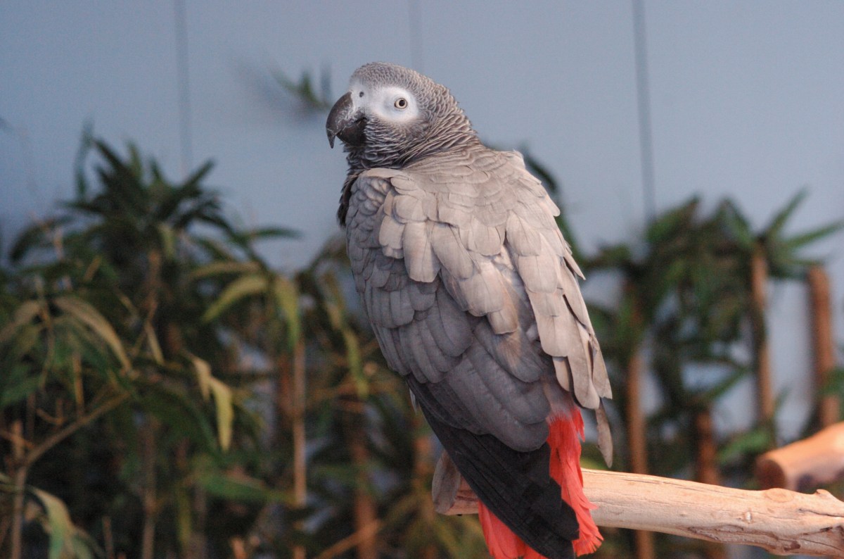 Grey Parrot (Psittacus erithacus) by Dan