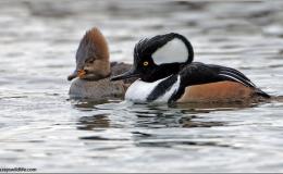 Lee’s Six Word Saturday –&nbsp;10/22/16