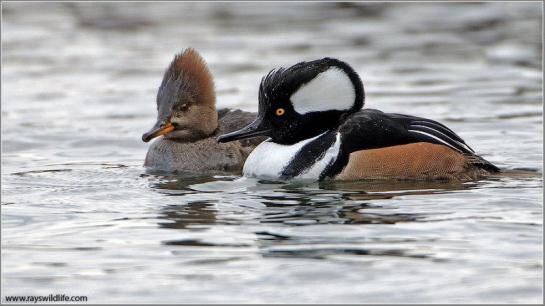 Hooded Merganser (Lophodytes cucullatus) by Ray