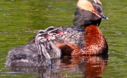 Avian And Attributes –&nbsp;Horn(ed)