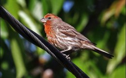 George And The Happy New&nbsp;Year