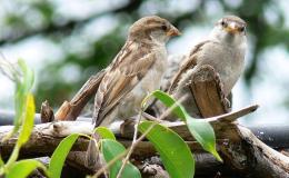 The Brave Brown Sparrows In&nbsp;Winter