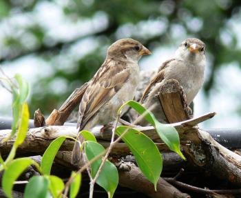 House Sparrows visiting National Aviary Parrot Show by Lee