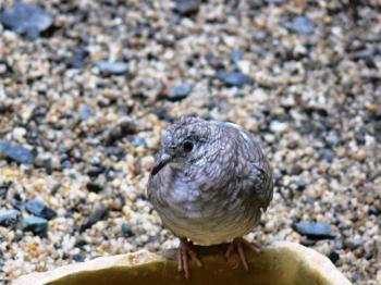 Inca Dove (Columbina inca) at NA by Lee