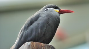 Inca Tern (Larosterna inca) at NA by Dan