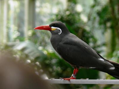 Inca Tern (Larosterna inca) waiting for fish. The others were rushing the trainer. By Lee at National Aviary