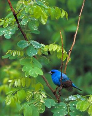Indigo Bunting (Passerina cyanea) ©USFWS