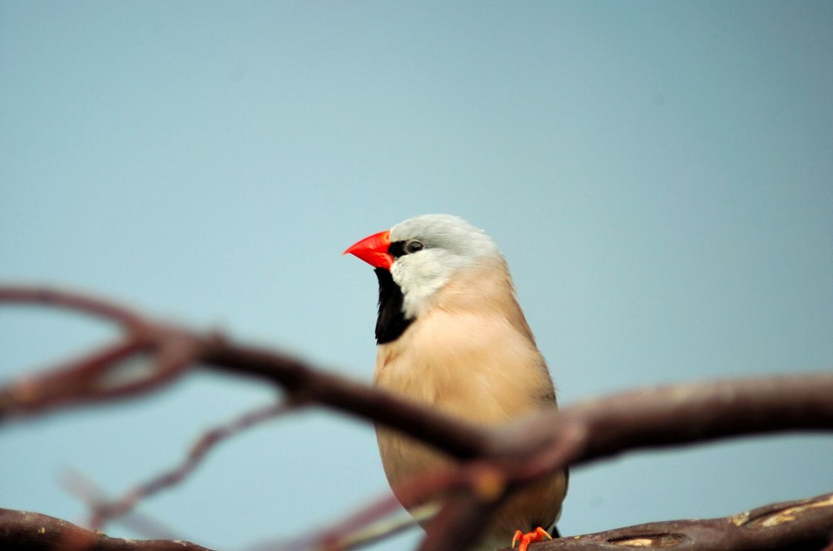 Long-tailed Finch (Poephila acuticauda) (Shaft-tailed) at NA by Dan