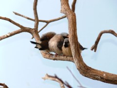 Long-tailed Finch (Poephila acuticauda) babies by Lee at National Aviary